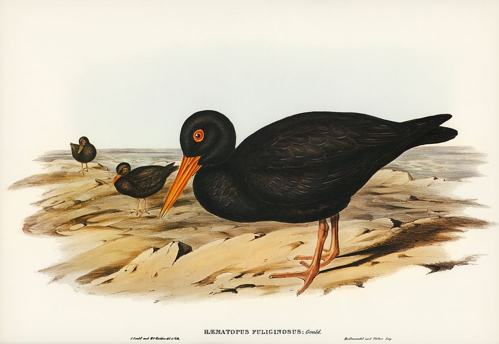 Sooty Oyster-Catcher (Haematopus fuliginosus) illustrated by Elizabeth Gould (1804&ndash;1841) for John Gould&rsquo;s (1804…