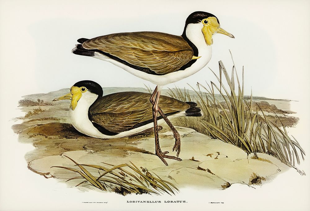 Wattle Pewit (Lobivanellus lobatus) illustrated by illustrated by Elizabeth Gould (1804&ndash;1841) for John Gould&rsquo;s…