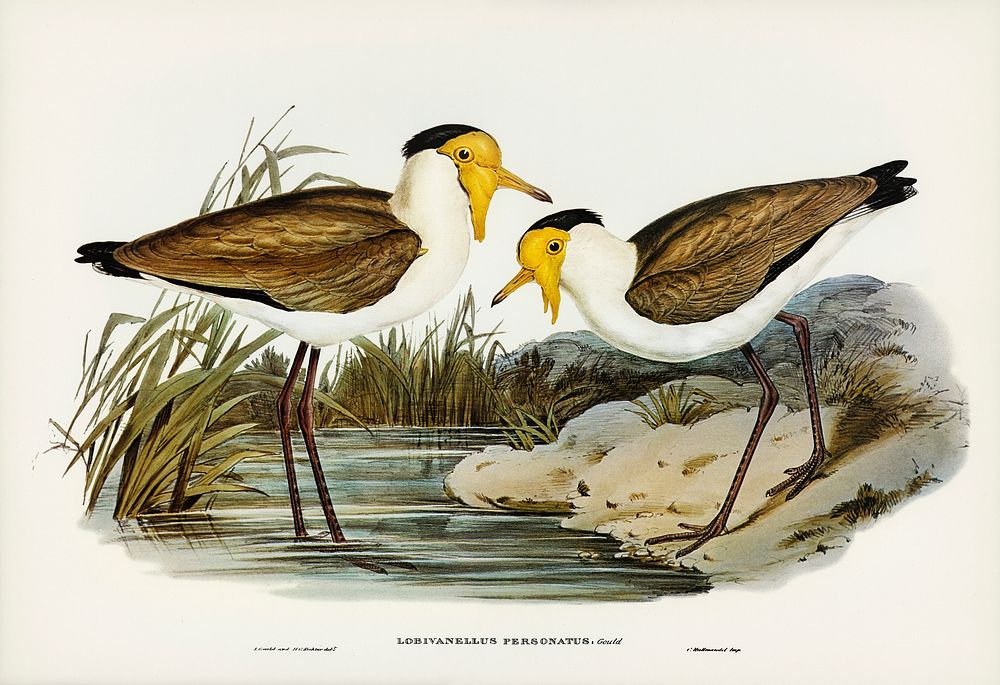 Masked Pewit (Lobivanellus personatus) illustrated by Elizabeth Gould (1804&ndash;1841) for John Gould&rsquo;s (1804-1881)…