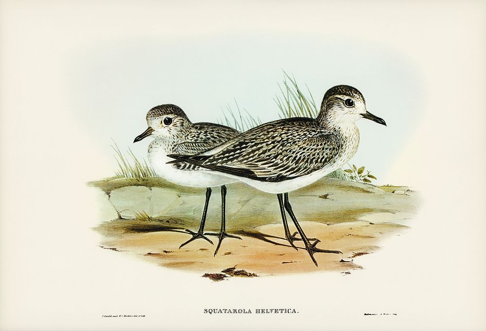 Grey Plover (Squatarola Helvetica) illustrated by Elizabeth Gould (1804&ndash;1841) for John Gould&rsquo;s (1804-1881) Birds…