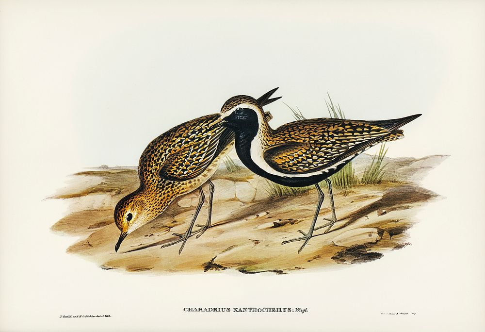 Australian Golden Plover (Charadrius xanthocheilus) illustrated by Elizabeth Gould (1804&ndash;1841) for John Gould&rsquo;s…