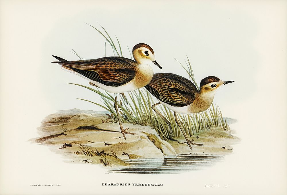 Brown Plover (Charadrius veredus) illustrated by Elizabeth Gould (1804&ndash;1841) for John Gould&rsquo;s (1804-1881) Birds…