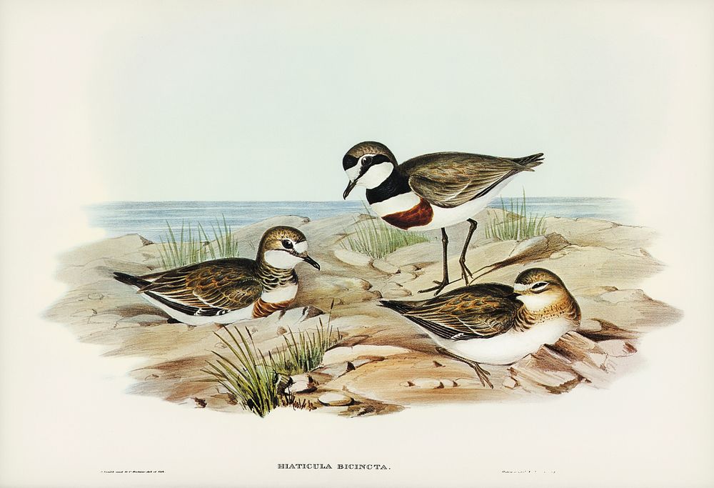 Double-banded Dottrel (Hiaticula bicincta) illustrated by Elizabeth Gould (1804&ndash;1841) for John Gould&rsquo;s (1804…