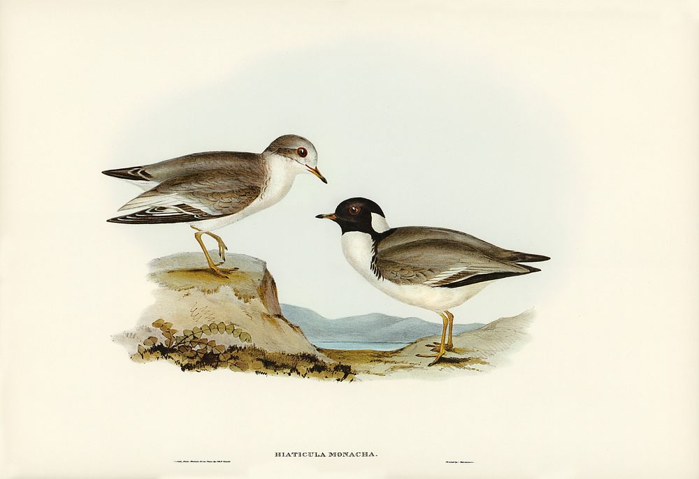 Hooded Dottrel (Hiaticula monacha) illustrated by Elizabeth Gould (1804&ndash;1841) for John Gould&rsquo;s (1804-1881) Birds…