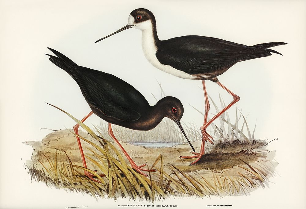 New Zealand Stilt (Himantopus Novae-Zelandiae) illustrated by Elizabeth Gould (1804&ndash;1841) for John Gould&rsquo;s (1804…