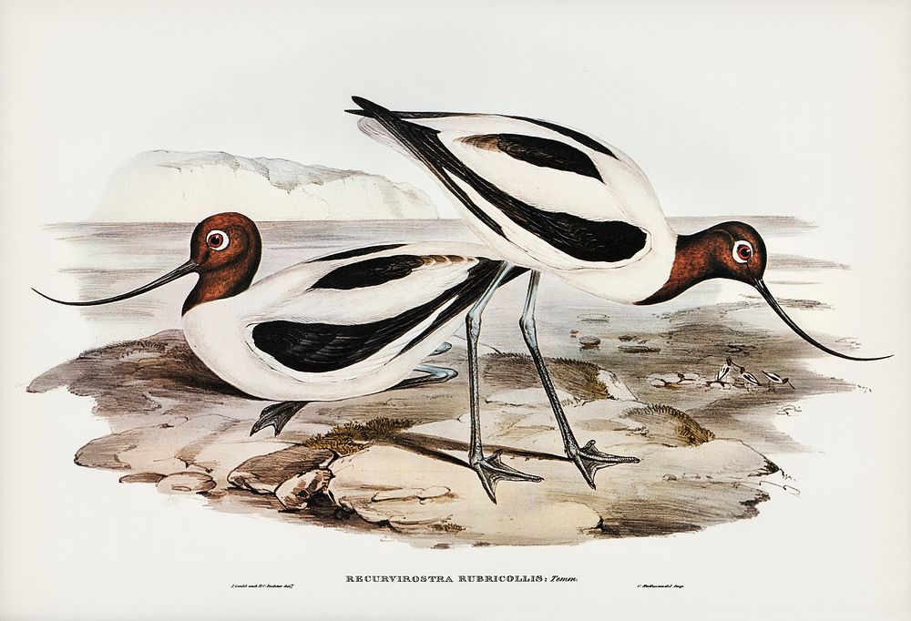 Red-necked Avocet (Recurvirostris rubricollis) illustrated by Elizabeth Gould (1804&ndash;1841) for John Gould&rsquo;s (1804…