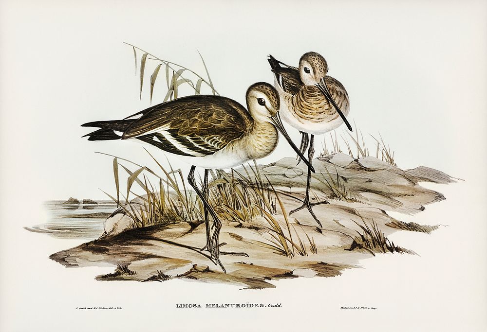 Black-tailed Godwit (Limosa Melanuroides) illustrated by Elizabeth Gould (1804&ndash;1841) for John Gould&rsquo;s (1804…