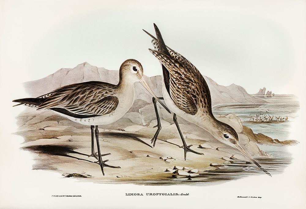 Barred-rumped Godwit (Limosa uropygialis) illustrated by Elizabeth Gould (1804&ndash;1841) for John Gould&rsquo;s (1804…