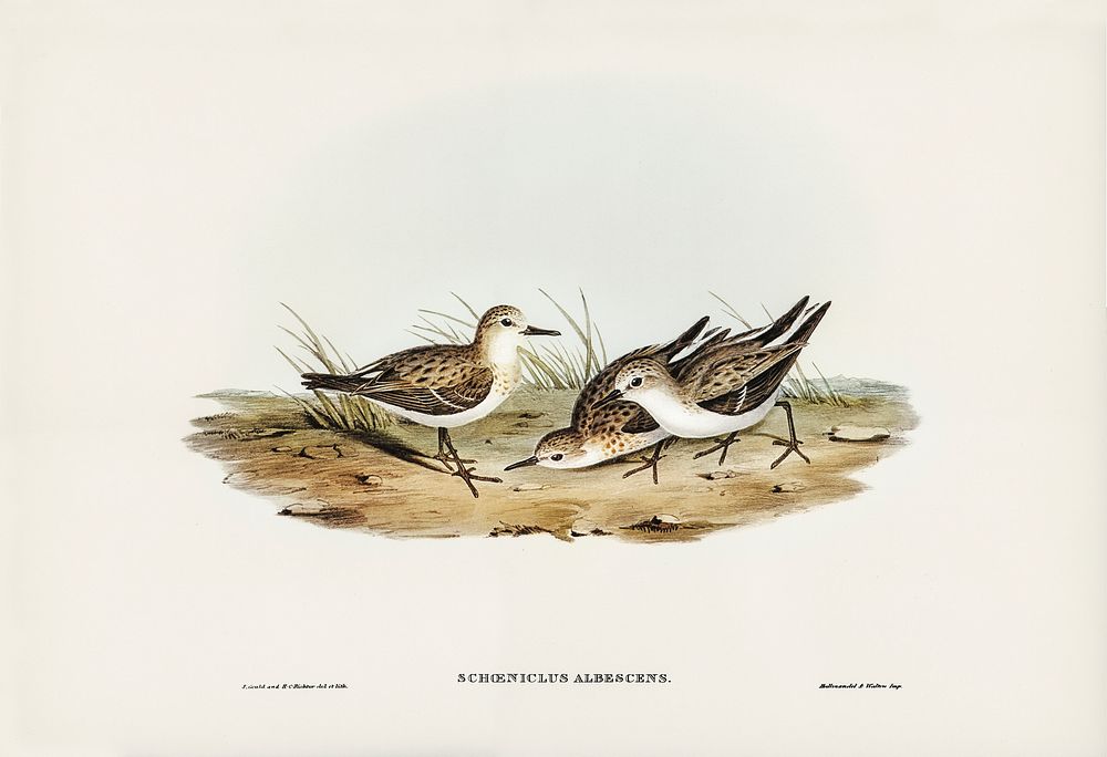 Little Sandpiper (Schoeniclus Aalbescens) illustrated by Elizabeth Gould (1804&ndash;1841) for John Gould&rsquo;s (1804…