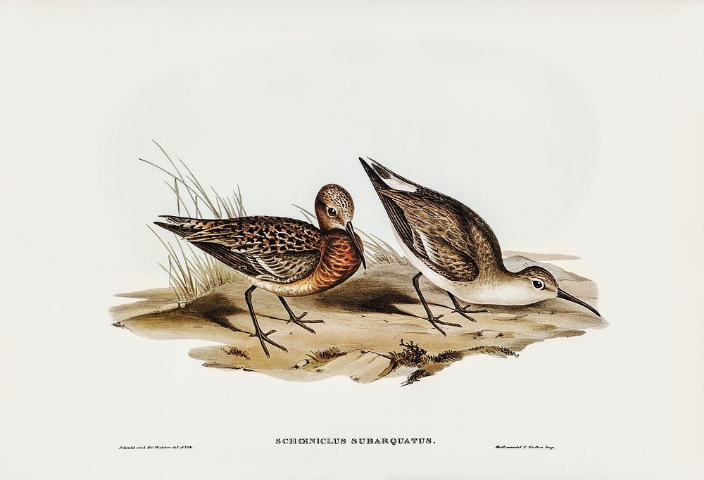 Curlew Sandpiper (Schoeniclus subarquatus) illustrated by Elizabeth Gould (1804&ndash;1841) for John Gould&rsquo;s (1804…