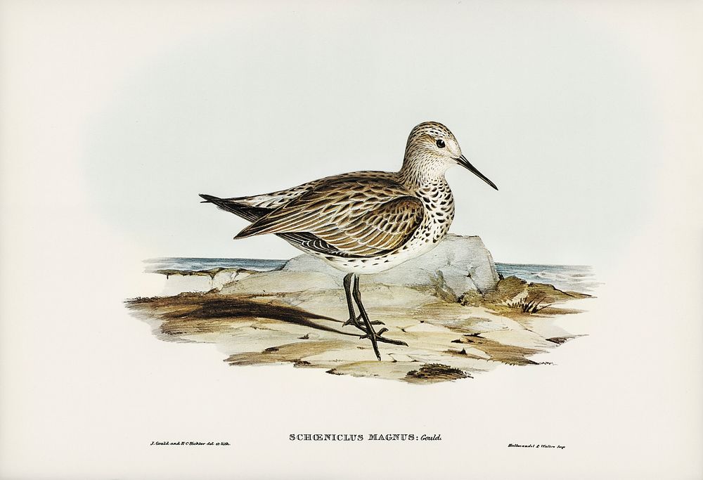 Great Sandpiper (Schoeniclus magnus) illustrated by Elizabeth Gould (1804&ndash;1841) for John Gould&rsquo;s (1804-1881)…