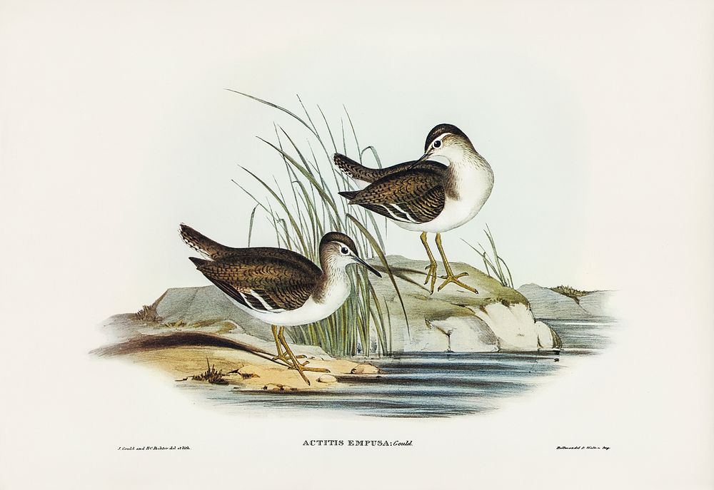 Fairy Sandpiper (Actitis empusa) illustrated by Elizabeth Gould (1804&ndash;1841) for John Gould&rsquo;s (1804-1881) Birds…