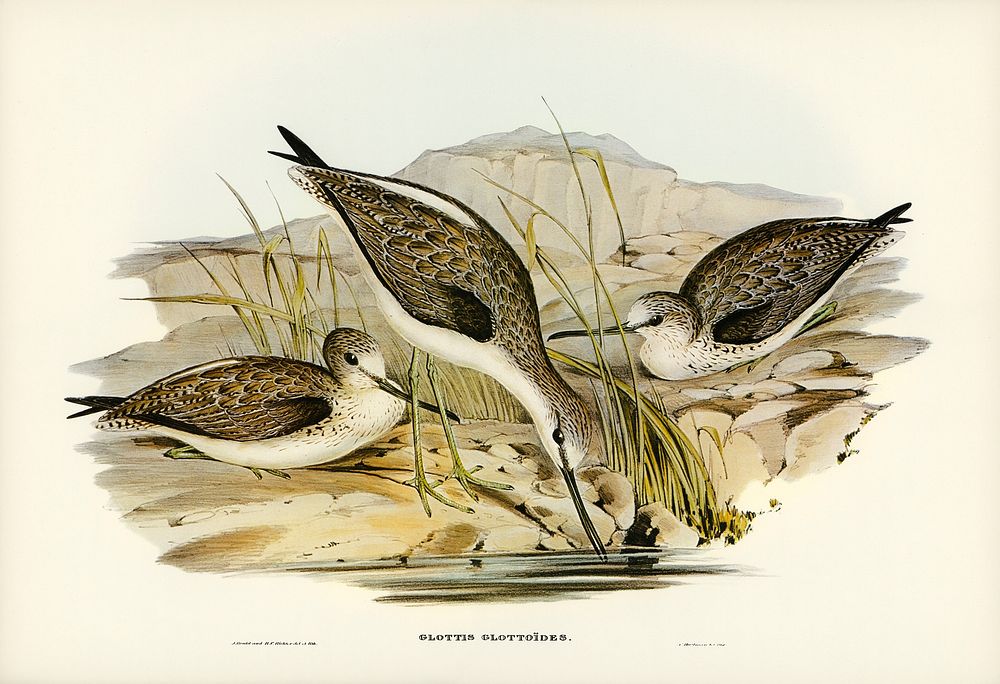 Australian Greenshank (Glottis Glottoides) illustrated by Elizabeth Gould (1804&ndash;1841) for John Gould&rsquo;s (1804…