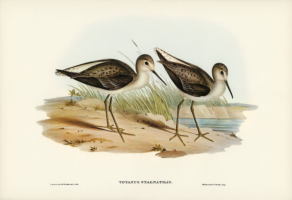 Marsh Sandpiper (Totanus stagnatilis) illustrated by Elizabeth Gould (1804&ndash;1841) for John Gould&rsquo;s (1804-1881)…