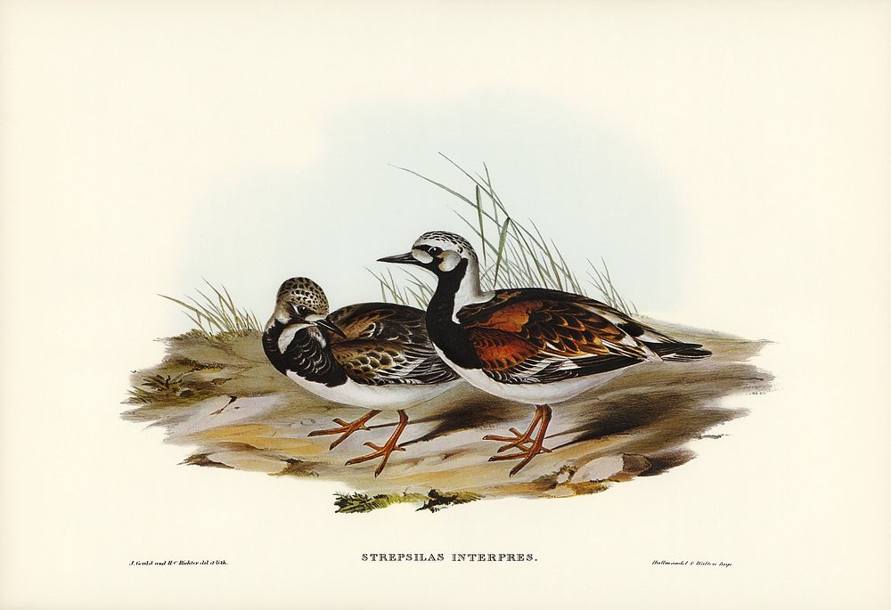 Turnstone (Strepsilas Interpres) illustrated by Elizabeth Gould (1804&ndash;1841) for John Gould&rsquo;s (1804-1881) Birds…