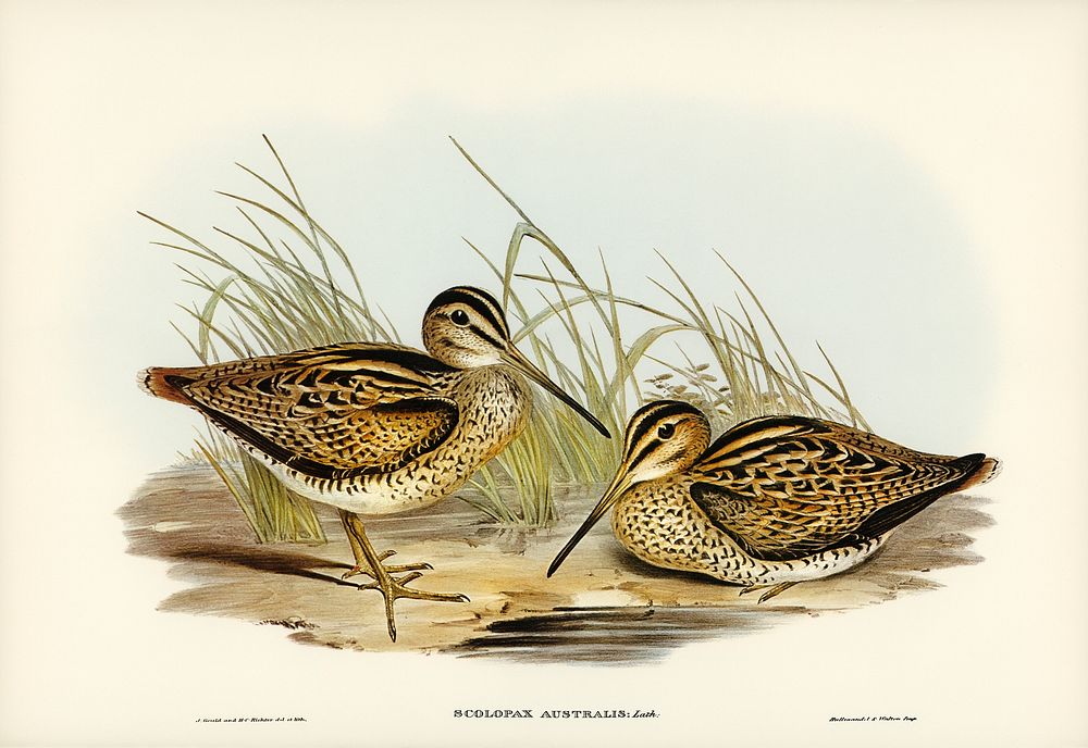 New Holland Snipe (Scolopax Australis) illustrated by Elizabeth Gould (1804&ndash;1841) for John Gould&rsquo;s (1804-1881)…