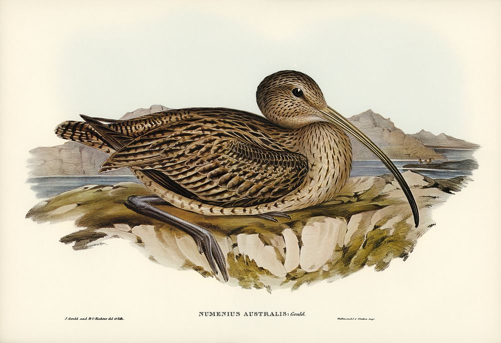 Australian Curlew (Numenius Australis) illustrated by Elizabeth Gould (1804&ndash;1841) for John Gould&rsquo;s (1804-1881)…