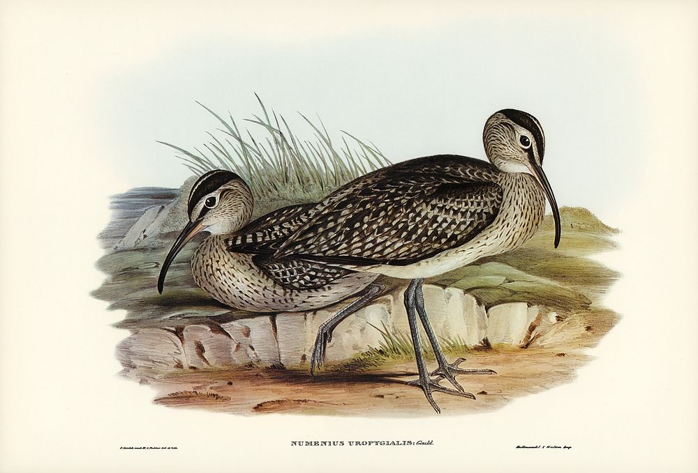 Australian Whimbrel (Numenius uropygialis) illustrated by Elizabeth Gould (1804&ndash;1841) for John Gould&rsquo;s (1804…