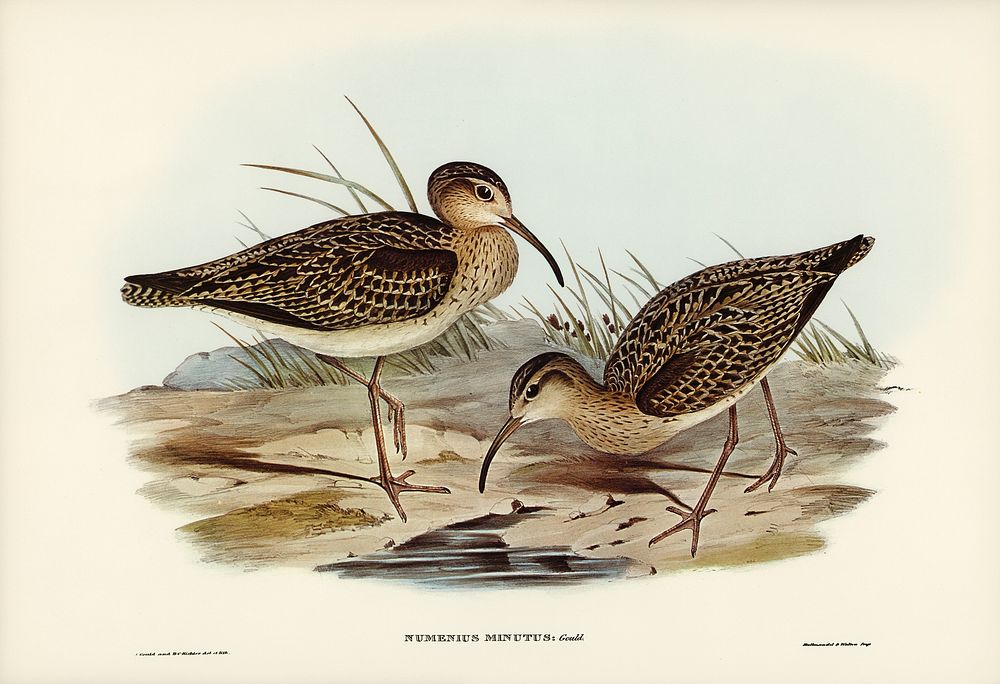 Little Whimbrel (Numenius minutus) illustrated by Elizabeth Gould (1804&ndash;1841) for John Gould&rsquo;s (1804-1881) Birds…
