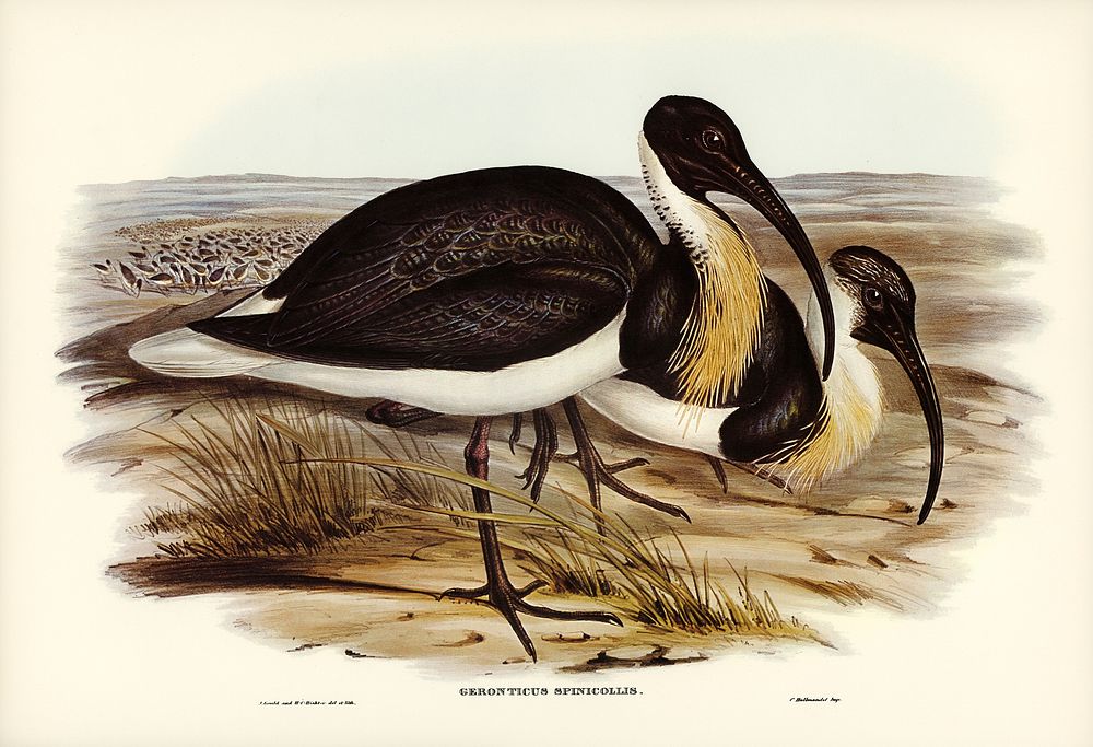 Straw-necked Ibis (Geronticus spinicollis) illustrated by Elizabeth Gould (1804&ndash;1841) for John Gould&rsquo;s (1804…