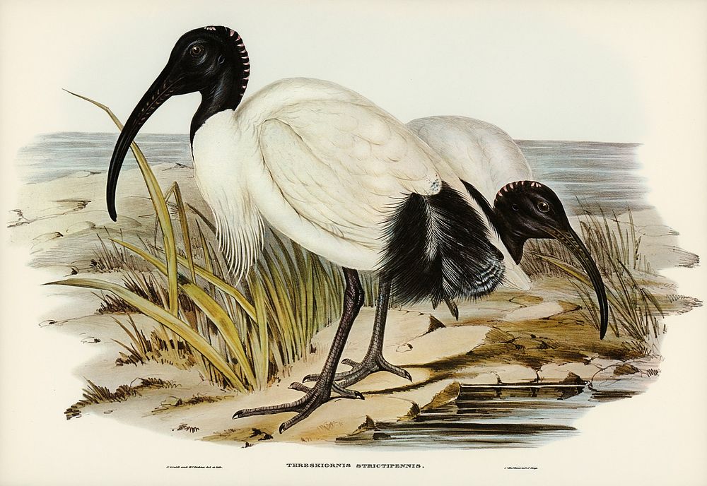 White Ibis (Threskiornis strictipennis) illustrated by Elizabeth Gould (1804&ndash;1841) for John Gould&rsquo;s (1804-1881)…