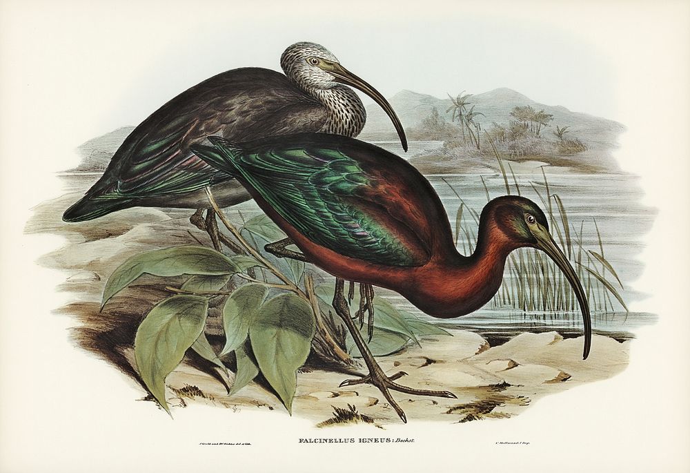 Glossy Ibis (Falcinellus igneus) illustrated by Elizabeth Gould (1804&ndash;1841) for John Gould&rsquo;s (1804-1881) Birds…