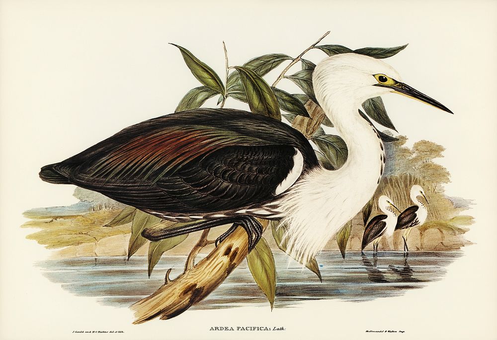 Pacific Heron (Ardea pacifica) illustrated by Elizabeth Gould (1804&ndash;1841) for John Gould&rsquo;s (1804-1881) Birds of…