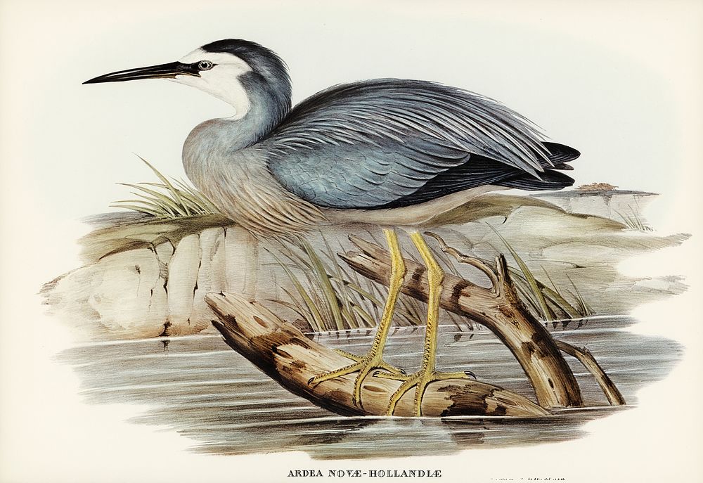 White-fronted Heron (Ardea Novae-Hollandiae) illustrated by Elizabeth Gould (1804&ndash;1841) for John Gould&rsquo;s (1804…