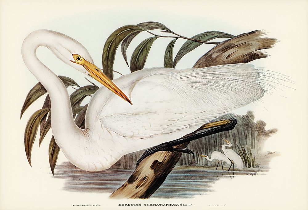 Australian Egret (Hrodias syrmatophorus) illustrated by Elizabeth Gould (1804&ndash;1841) for John Gould&rsquo;s (1804-1881)…