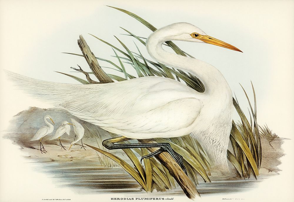 Plumed Egret (Herodias plumiferus) illustrated by Elizabeth Gould (1804&ndash;1841) for John Gould&rsquo;s (1804-1881) Birds…