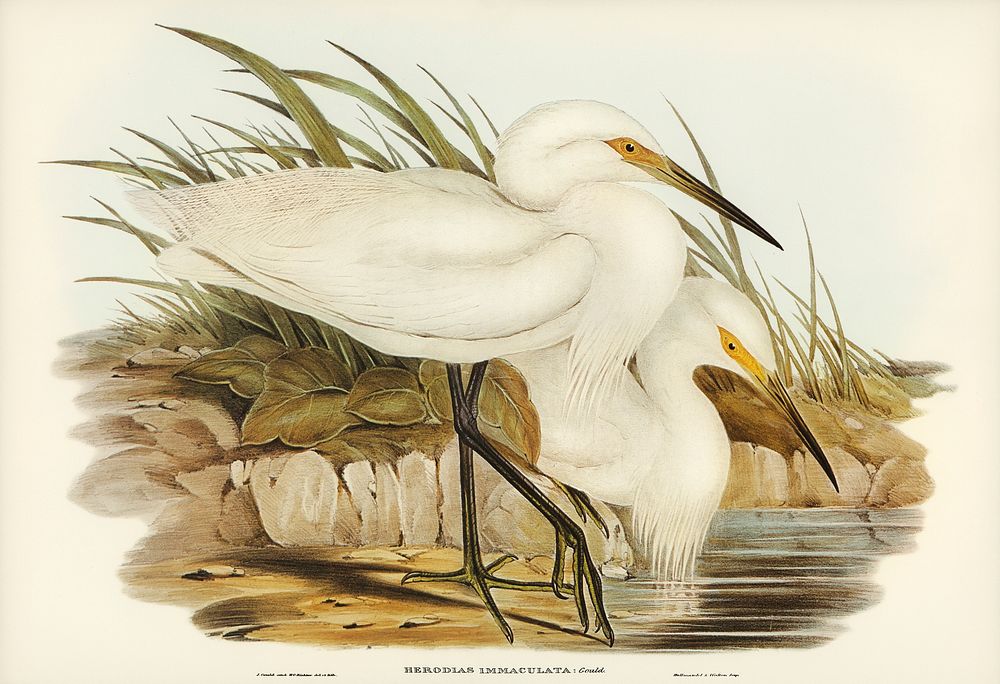 Spotless Egret (Herodias immaculata) illustrated by Elizabeth Gould (1804&ndash;1841) for John Gould&rsquo;s (1804-1881)…
