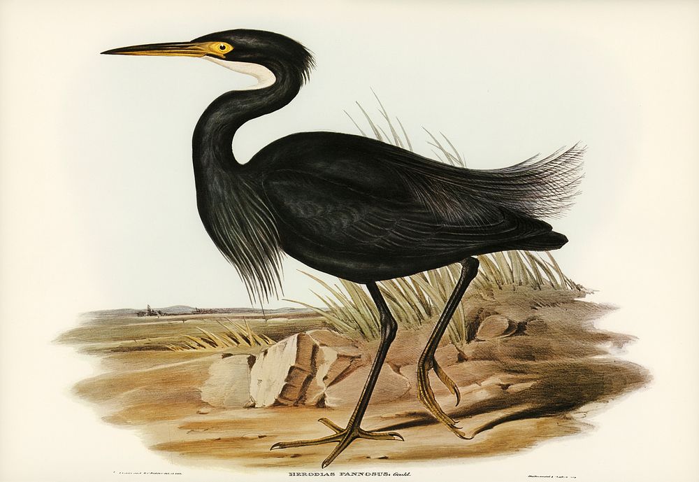 Sombre Egret (Herodias pannosus) illustrated by Elizabeth Gould (1804&ndash;1841) for John Gould&rsquo;s (1804-1881) Birds…
