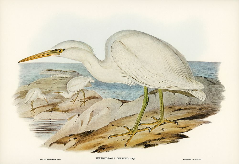 White Reef Heron (Herodias Greyi) illustrated by Elizabeth Gould (1804&ndash;1841) for John Gould&rsquo;s (1804-1881) Birds…