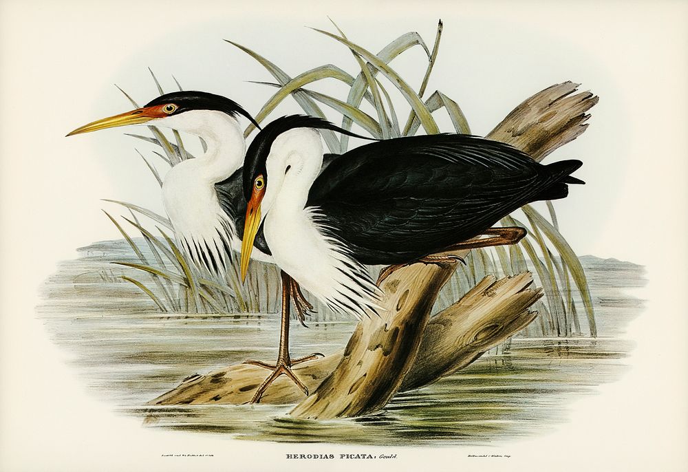 Pied Egret (Herodias picata) illustrated by Elizabeth Gould (1804&ndash;1841) for John Gould&rsquo;s (1804-1881) Birds of…