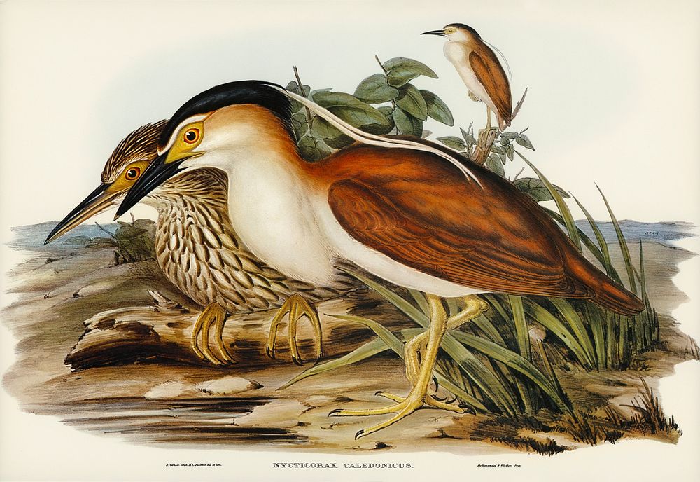 Nankeen Night Heron (Nycticorax Caledonicus) illustrated by Elizabeth Gould (1804&ndash;1841) for John Gould&rsquo;s (1804…