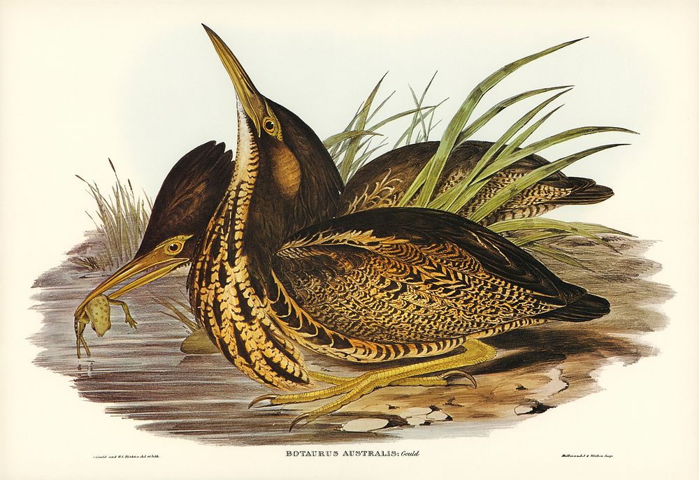 Australian Bittern (Botaurus Australis) illustrated by Elizabeth Gould (1804&ndash;1841) for John Gould&rsquo;s (1804-1881)…