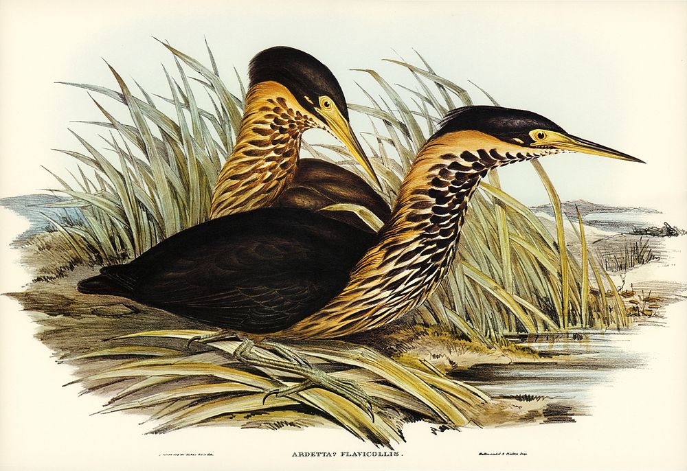 Yellow-necked Bittern (Ardetta flavicollis) illustrated by Elizabeth Gould (1804&ndash;1841) for John Gould&rsquo;s (1804…