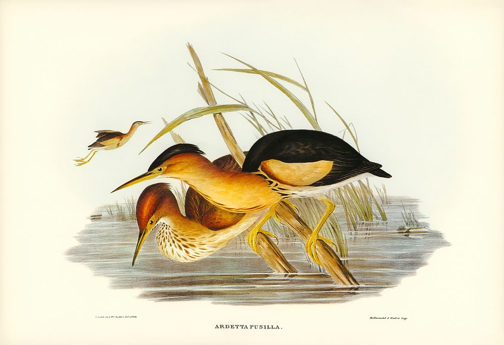 Minute Bittern (Ardetta pusilla) illustrated by Elizabeth Gould (1804&ndash;1841) for John Gould&rsquo;s (1804-1881) Birds…