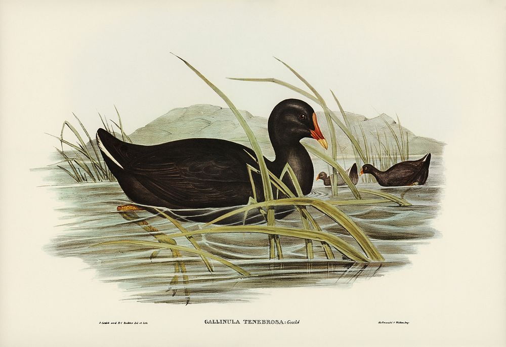Dusky Moorhen (Gallinula tenebrosa) illustrated by Elizabeth Gould (1804&ndash;1841) for John Gould&rsquo;s (1804-1881)…