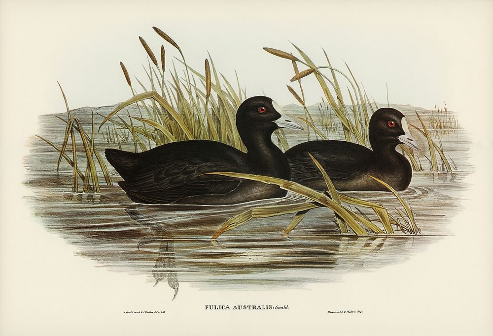 Australian Coot (Fulica Australis) illustrated by Elizabeth Gould (1804&ndash;1841) for John Gould&rsquo;s (1804-1881) Birds…