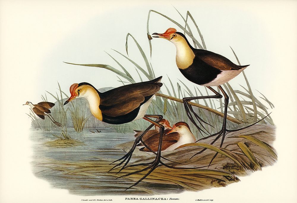 Gallinaceous Parra (Parra gallinacea) illustrated by Elizabeth Gould (1804&ndash;1841) for John Gould&rsquo;s (1804-1881)…