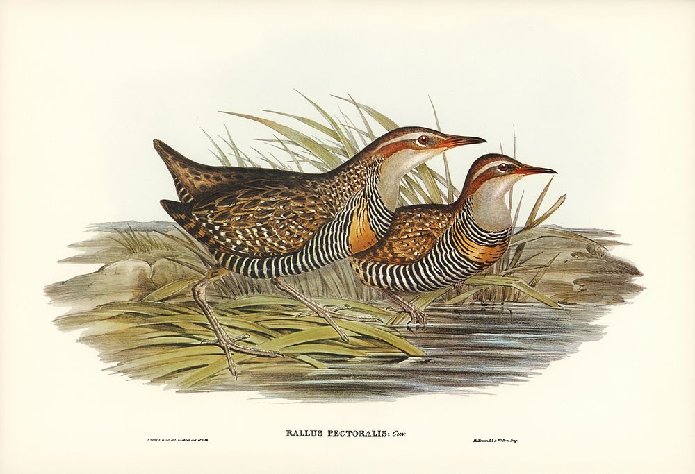 Pectoral Rail (Rallus pectoralis) illustrated by Elizabeth Gould (1804&ndash;1841) for John Gould&rsquo;s (1804-1881) Birds…