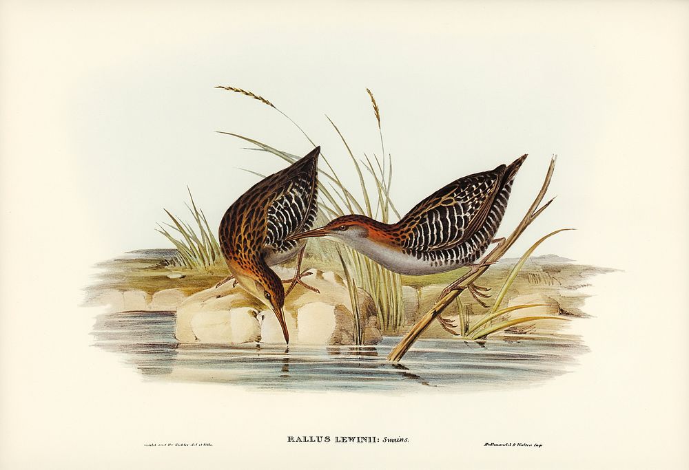 Lewin's Water Rail (Rallus Lewinii) illustrated by Elizabeth Gould (1804&ndash;1841) for John Gould&rsquo;s (1804-1881)…
