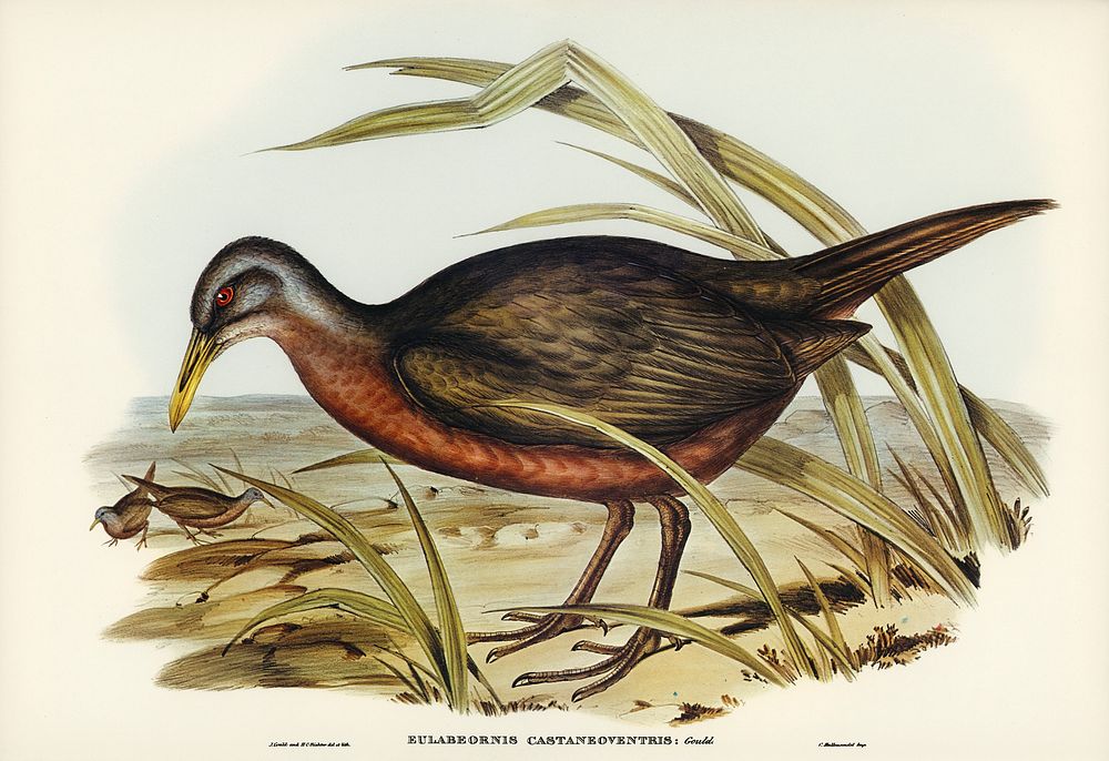 Chestnut-bellied Rail (Eulabeornis castaneoventris) illustrated by Elizabeth Gould (1804&ndash;1841) for John Gould&rsquo;s…