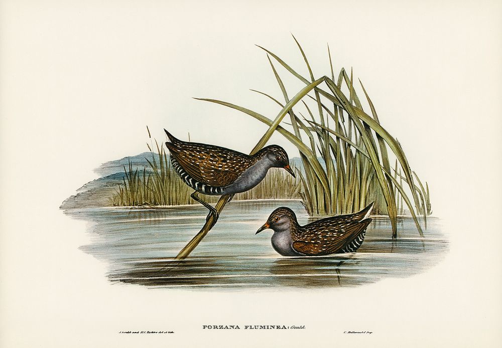 Spotted Water Crake (Porzana fluminea) illustrated by Elizabeth Gould (1804&ndash;1841) for John Gould&rsquo;s (1804-1881)…