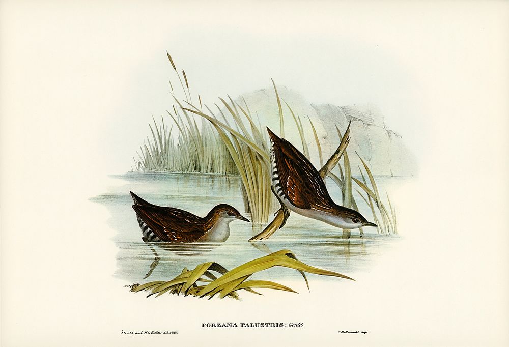 Water Crake (Porzana palustris) illustrated by Elizabeth Gould (1804&ndash;1841) for John Gould&rsquo;s (1804-1881) Birds of…