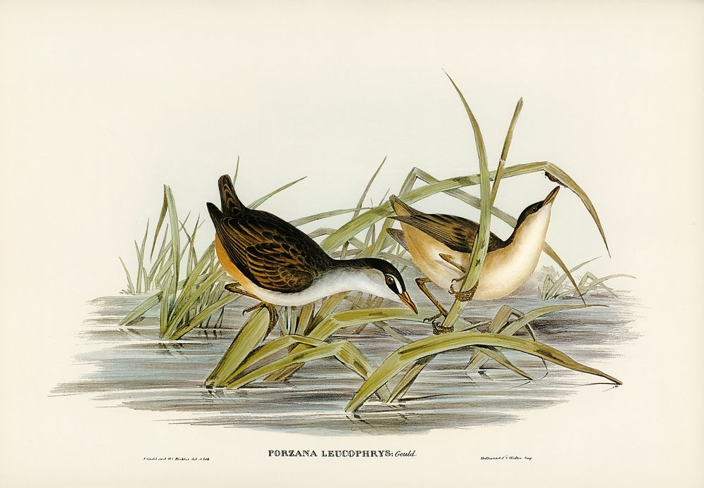 White-eyebrowed Water Crake (Porzana leucophrys) illustrated by Elizabeth Gould (1804&ndash;1841) for John Gould&rsquo;s…