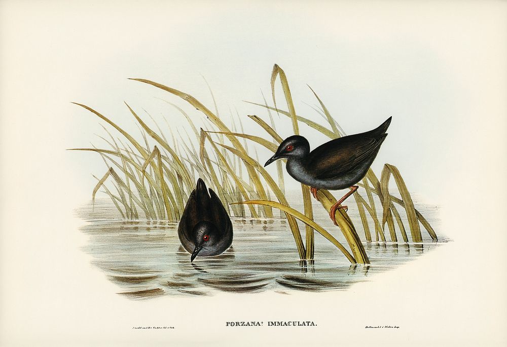Spotless Gallinule (Porzana immaculata) illustrated by Elizabeth Gould (1804&ndash;1841) for John Gould&rsquo;s (1804-1881)…