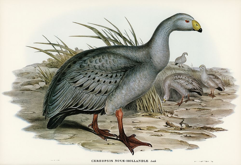 Cereopsis Goose (Cereopsis Novae-Hollandiae) illustrated by Elizabeth Gould (1804&ndash;1841) for John Gould&rsquo;s (1804…