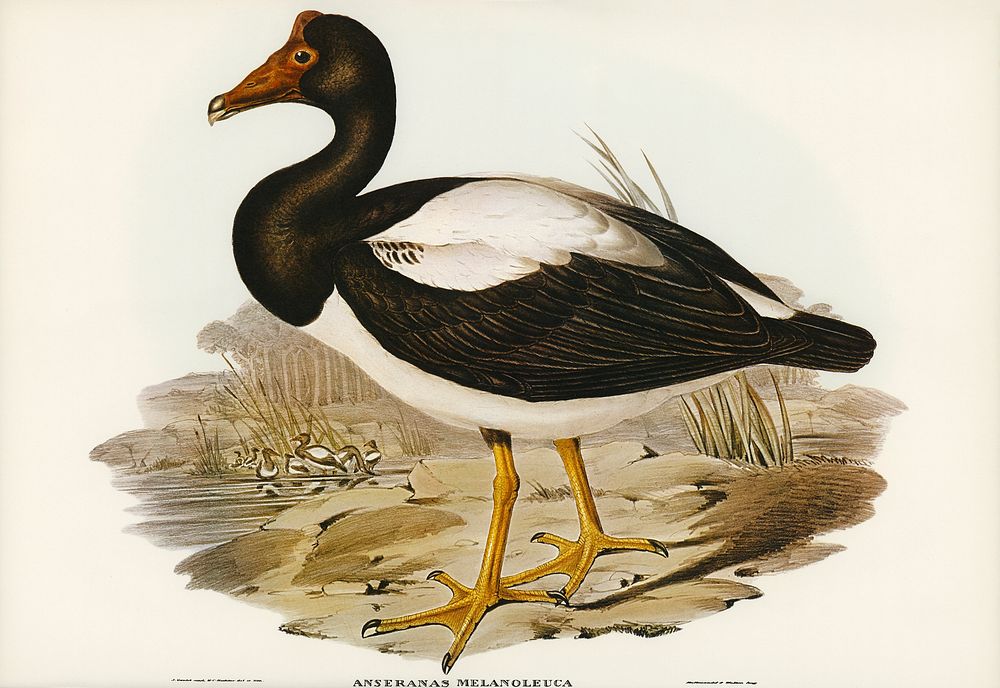 Semipalmated Goose (Anseranas melanoleuca) illustrated by Elizabeth Gould (1804&ndash;1841) for John Gould&rsquo;s (1804…